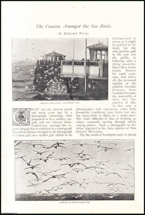 Item #256867 The Camera Among The Sea-Birds, Southport. An original article from The Strand...