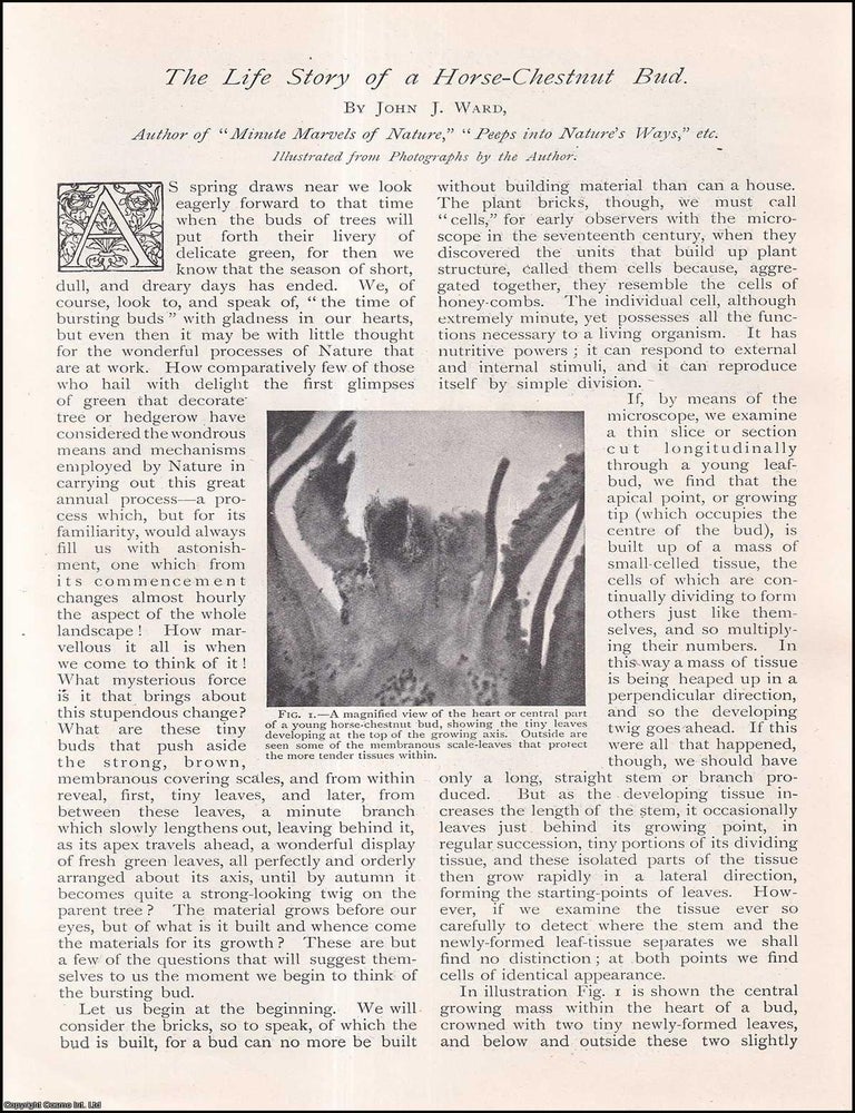 Item #257442 The Life Story of a Horse-Chestnut Bud. The Strand Magazine : Distinctive,...