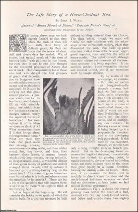 Item #257442 The Life Story of a Horse-Chestnut Bud. An uncommon original article from The Strand...