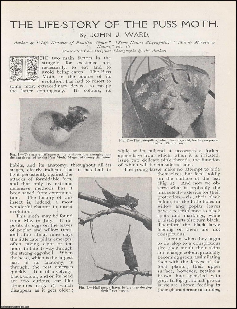 Item #257611 The Life Story of the Puss Moth. The Strand Magazine : Distinctive, captivating, and...