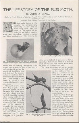 Item #257611 The Life Story of the Puss Moth. An uncommon original article from The Strand...