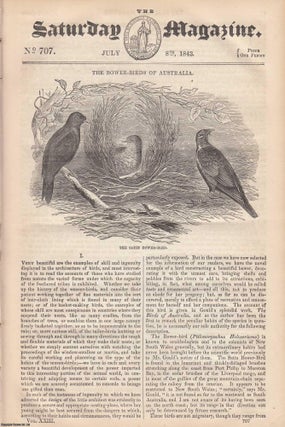 Item #258385 The Bower-Birds of Australia TOGETHER WITH The Lyre Bird. An illustrated series of...