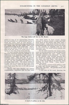 Item #259167 Fur-Hunting in the Canadian Arctic. An uncommon original article from the Wide World...