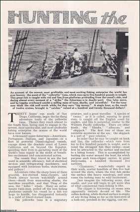 Item #259172 Hunting the Yellowfin Tuna, San Diego, California. An uncommon original article from...