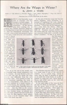 Item #259673 Where are the Wasps in Winter ? An uncommon original article from The Strand...
