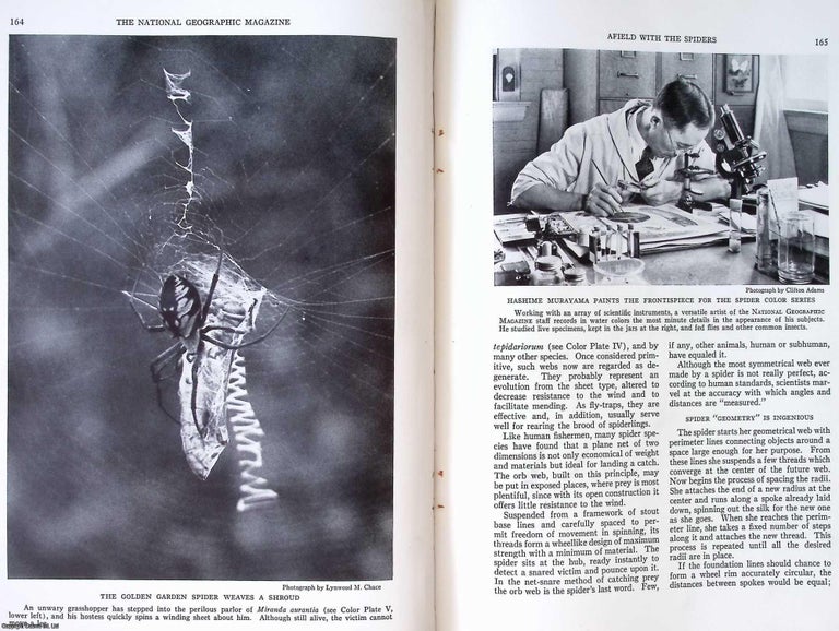Item #260020 1933. A field with the Spiders : Web Hunting in the Marshlands and Woodlands and...