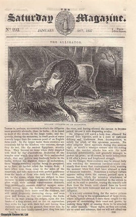 The Alligator, Bullock Attacked by an Alligator; Musical Instruments (wind. Saturday Magazine.