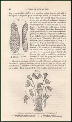 Item #274747 Studies in Animal Life (part 1). An uncommon original article from the Cornhill...