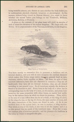Item #274763 Studies in Animal Life (part 3). An uncommon original article from the Cornhill...