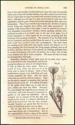 Item #274793 Studies in Animal Life (part 6). An uncommon original article from the Cornhill...