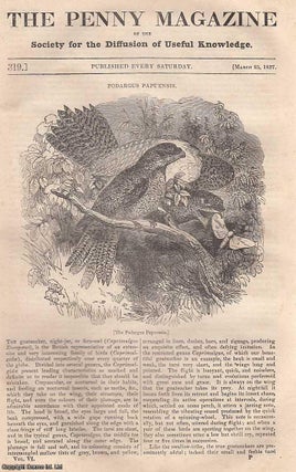 Podargus Papuensis (Bird); British Fisheries: The Mackerel; Cottage Economy, Poultry. Penny Magazine.
