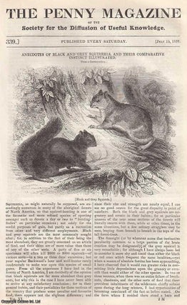 Item #281448 Anecdotes of Black and Grey Squirrels, and their Comparative Instinct Illustrated;...