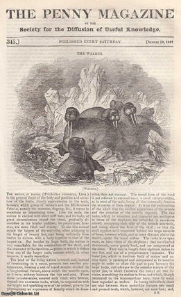The Walrus; Education; Sketches of The Peninsula: Elvas, part 6. Penny Magazine.