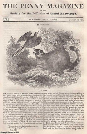 The Racoon: Native of America; Industry of London; Tunis &. Penny Magazine.