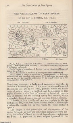 Item #318251 The Germination of Fern Spores. An original uncommon article from the Intellectual...