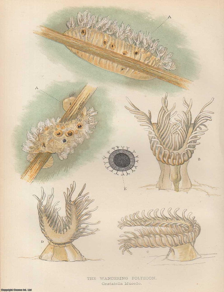 Item #318256 The Wandering Polyzoon (Cristatella Mucedo). An original uncommon article from the...
