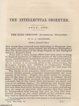 The King Penguin (Apterodytes Pennantii). An original uncommon article from the Intellectual Observer, 1865.