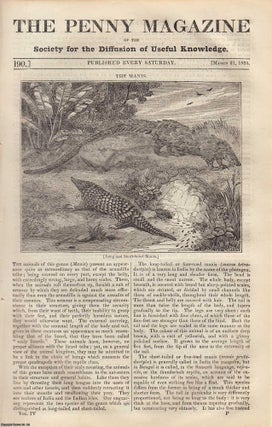 The Manis, Scaly Lizard (long-tailed or four-toed); Robert Southwell (part. Penny Magazine.