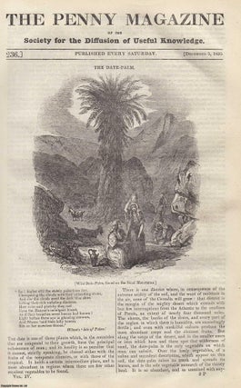 Item #319947 The Date-Palm (Palm-Tree); Derby; Umbrellas in The East. Issue No. 236, December 5,...