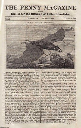 The Kalong Bat (Pteropus Javanicus); Sueno's Pillar at Forres; John. Penny Magazine.