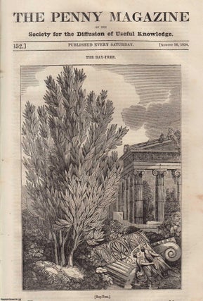 The Bay-Tree (Laurus nobilis); Cultivation of Gooseberries in The North. Penny Magazine.