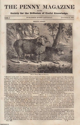 Merino Sheep (male & female); The Bank of England; York. Penny Magazine.
