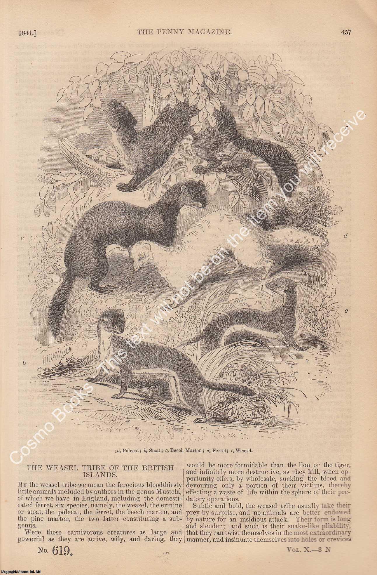 The Weasel Tribe of The British Islands; The Miller and The Reve ...