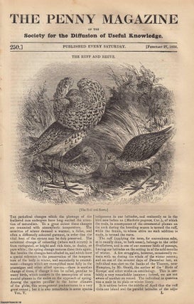The Ruff and Reeve (bird); Wheaten Bread; Elizabeth Castle, Jersey. Penny Magazine.