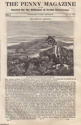 The Springer Antelope (Hunting at the Cape of Good Hope. Penny Magazine.
