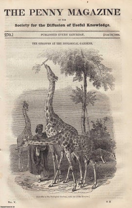 Item #331024 The Giraffes at The Zoological Gardens (London); The Glyptothek: National Galleries...