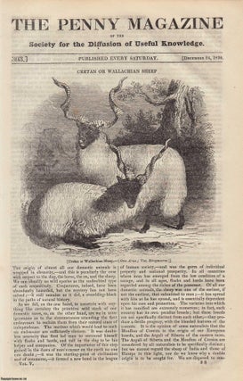 Cretan or Wallachian Sheep; William Hutton (part 5) (bookseller &. Penny Magazine.