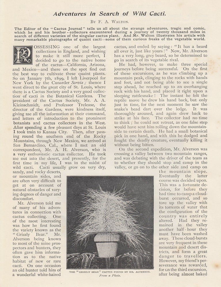 Item #352389 Adventures in Search of Wild Cacti. WIDE WORLD MAGAZINE : Truth really is stranger...