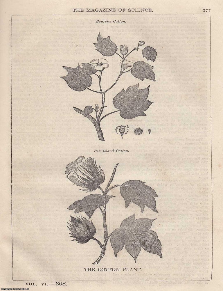 Item #357177 1845, The Cotton Plant. A full page engraving featured in a complete issue of The...