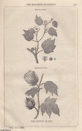 Item #357177 1845, The Cotton Plant. A full page engraving featured in a complete issue of The...