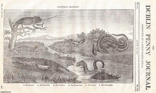 1835, The Lizard, Crocodile, Aligator, Chamaeleon, Siren and Salamander. Dublin Penny Journal.