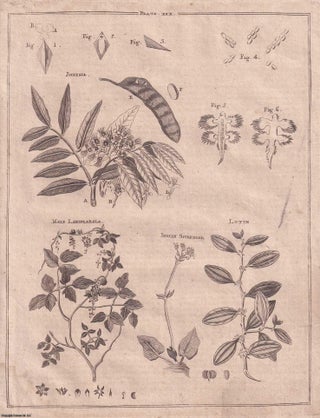 Item #357328 Lichen, the Lichen Recella, or Argol. A rare original article from the Encyclopaedia...