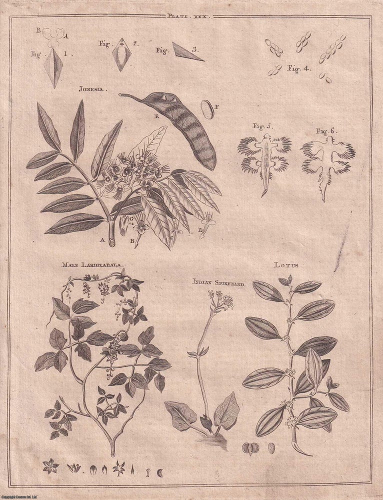 Item #357328 Lichen, the Lichen Recella, or Argol. A rare original article from the Encyclopaedia Britannica, Dublin Edition 1797. George Gleig.