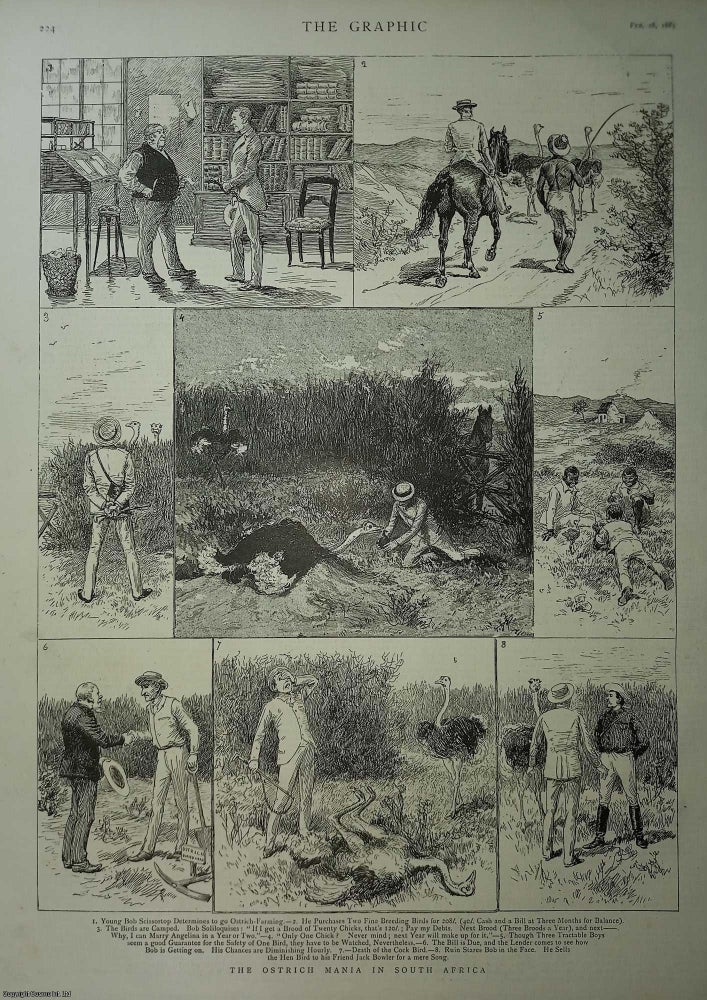 Item #357609 The Ostrich Farming Mania in South Africa. An original print from the Graphic Illustrated Weekly Magazine, 1885. Cartoon.