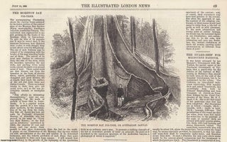 Item #357678 The Moreton Bay Fig-Tree, or Australian Banyan. An original woodcut engraving from...
