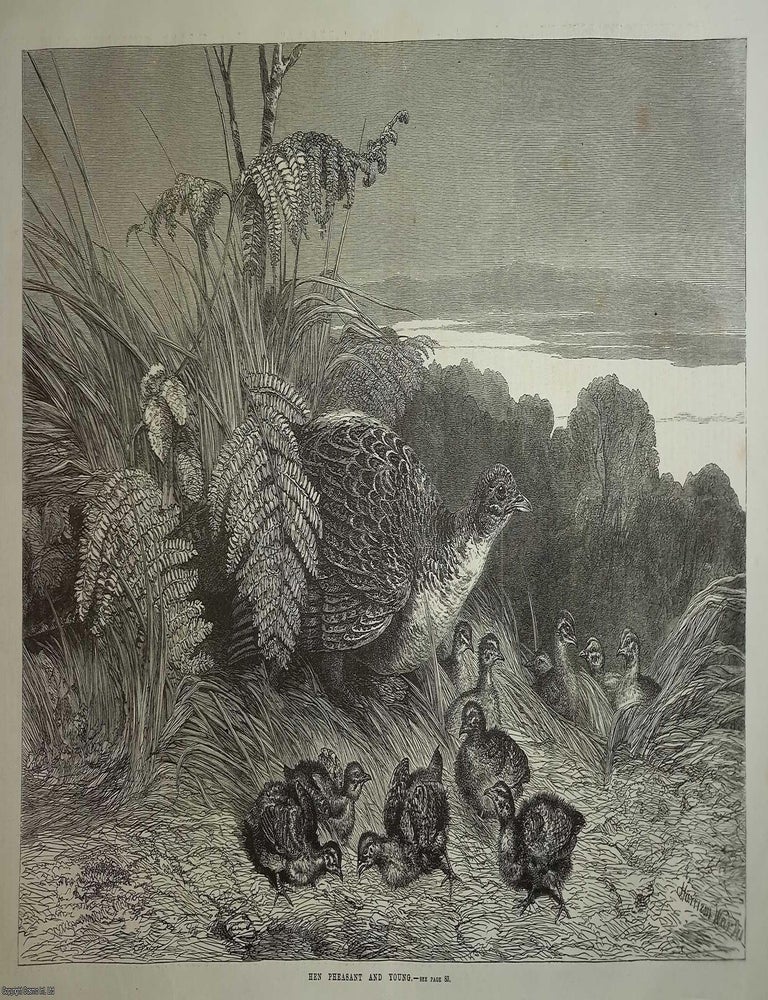 Item #357692 Hen Pheasant and young, by Harrison Weir. An original woodcut engraving from the...