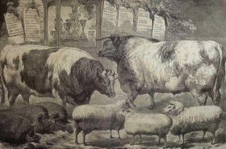 Item #357746 Prize Cattle, Pigs, and Sheep, at the Smithfield Club Show. An original woodcut...