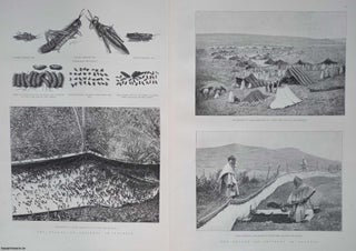 Item #358891 The Plague of Crickets in Algeria. Four original woodcut engravings, with...