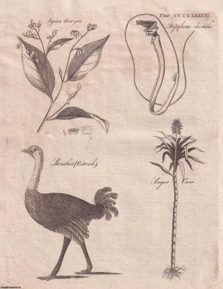 Item #358962 The Ostrich and Cassowary, Struthio. A rare original article from the Encyclopaedia...