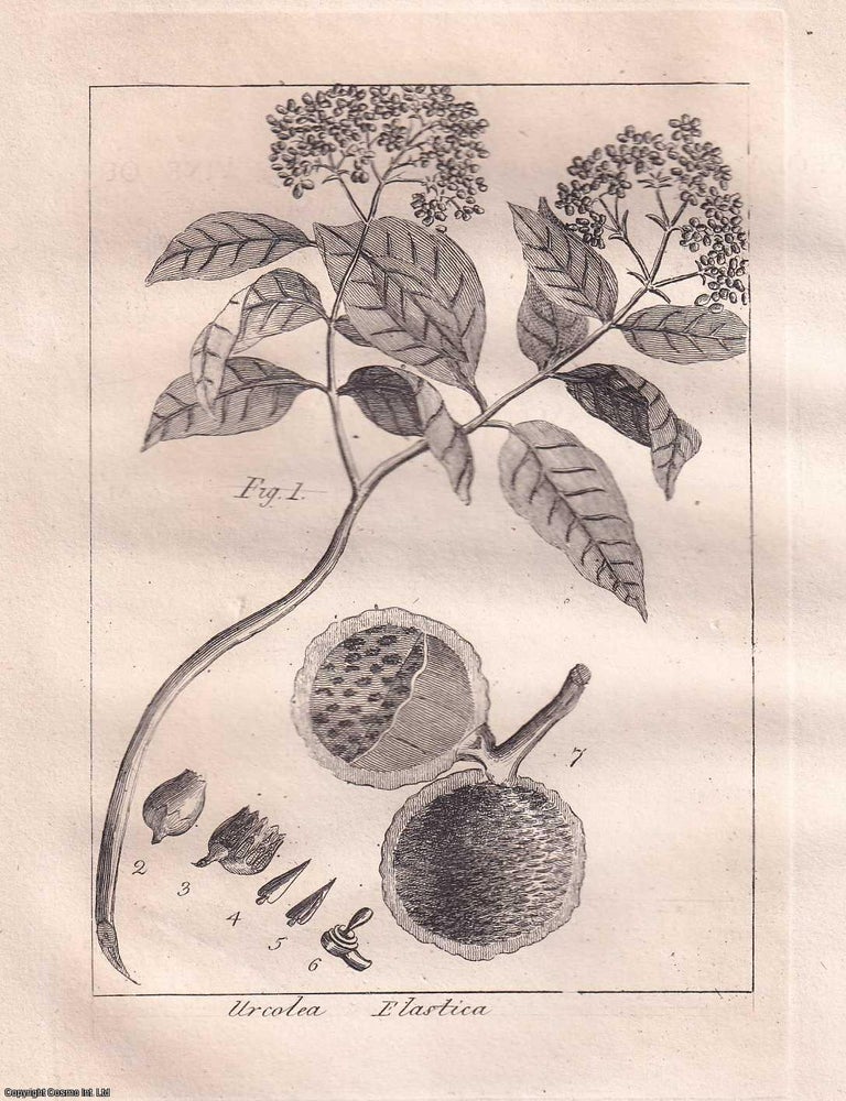 Item #359308 A Botanical Description of Urceola elastica, by William Roxburgh, 1799. THE CAOUTCHOUC VINE OF SUMATRA.
