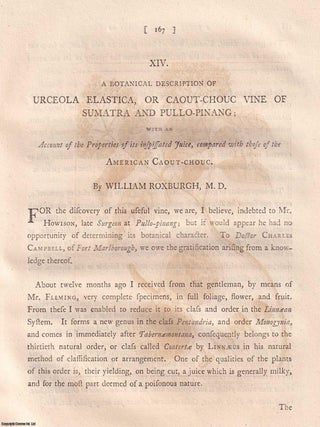 A Botanical Description of Urceola elastica, by William Roxburgh, 1799.