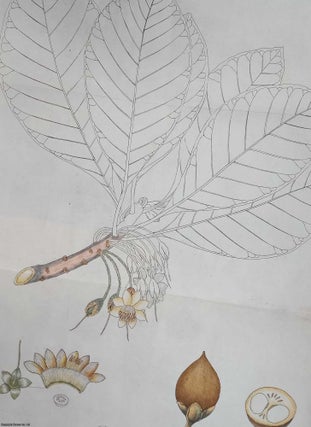 A Botanical and Economical Account of Bassia Butyracea, or East. M. D. W. Roxburgh.