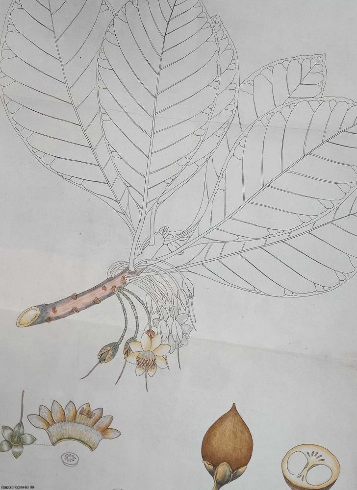 Item #359360 A Botanical and Economical Account of Bassia Butyracea, or East India Butter Tree. 9...