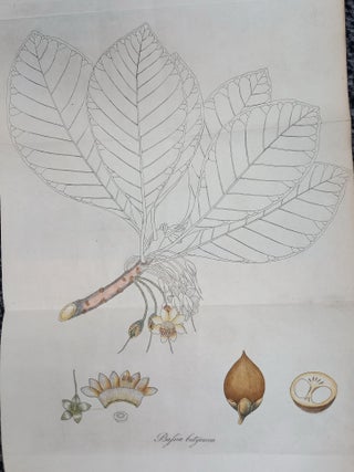 A Botanical and Economical Account of Bassia Butyracea, or East India Butter Tree. An original article extracted from Asiatick Researches; or Transactions of the Society Instituted in Bengal, 1805 : Afterwards known as The Asiatic Society of Bengal.