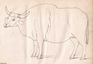 Item #359361 Description of a Species of Ox named Gayal. An original article extracted from...