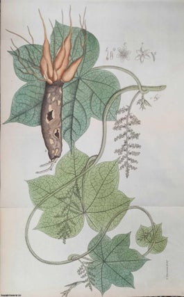 An Account of the Male Plant, which furnishes the Medicine. Member of Doctor Andrew Berry.